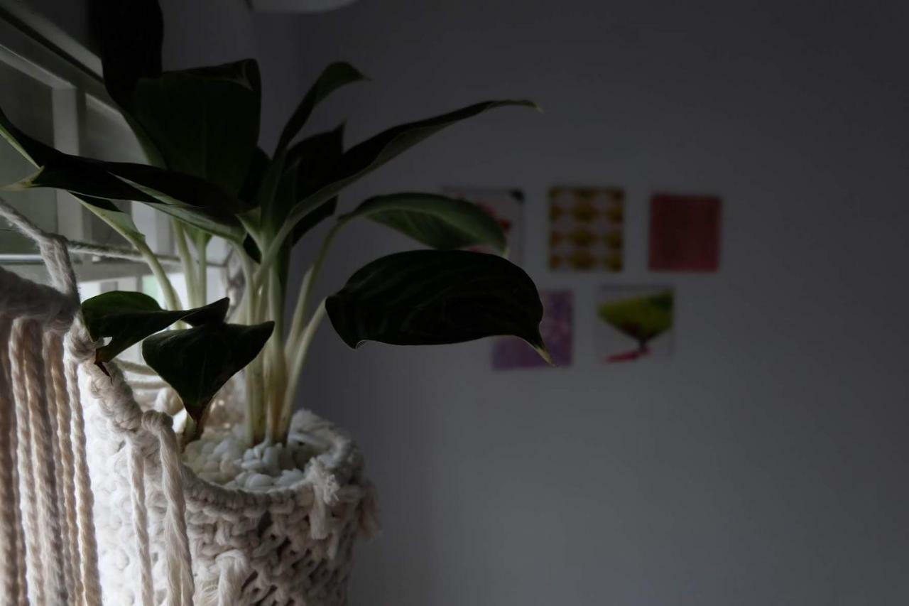 Green Vibes Hostel (Adults Only) Huế Kültér fotó